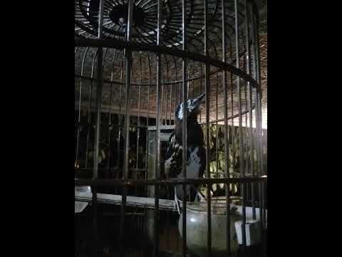 VIDEO : anis macan rnr .lombok.081907287064 - anismacn rnr. ...
