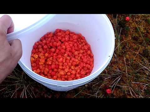 Как можно сделать себе морошку в Как можно сделать себе морошку в