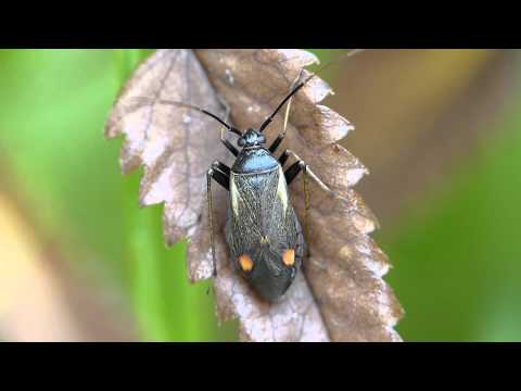 Header of Adelphocoris seticornis