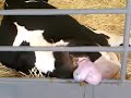 Dairy Cow Gives Birth 2 Of 8 images Dairy Cow Gives Birth 2 Of 8