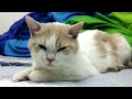 Hay&Pet 提子Sleeping Cat zzZ