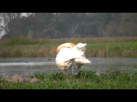 amature video