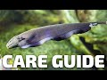 Care Guide for Black Ghost Knifefish - Aquarium Co-Op