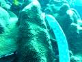 spotted garden eel swimming