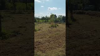 Video From Baling 2024