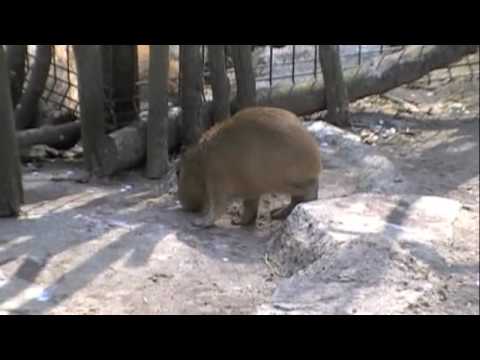 生後１週間のカピバラの赤ちゃん [Capybara]
