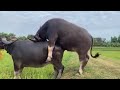 Buffalo mating