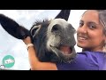 Donkeys Can’t Stop Smiling When Woman Hugs Them | Cuddle Buddies