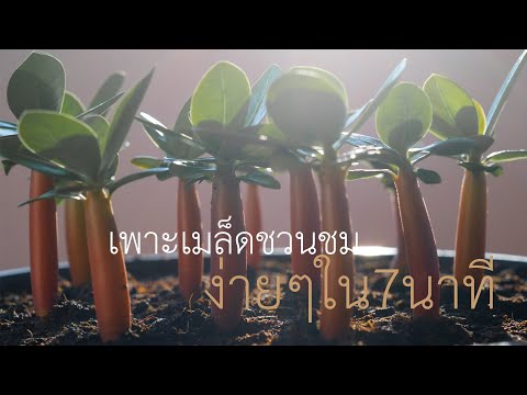 เพาะเมล็ด ชวนชม ง่ายๆ ใน7นาที