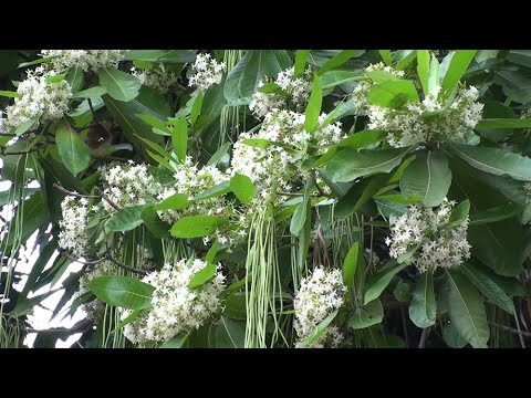Header of Alstonia macrophylla