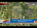 NTG: Babae, hinihinalang ginahasa bago pinatay sa Calumpit, Bulacan
