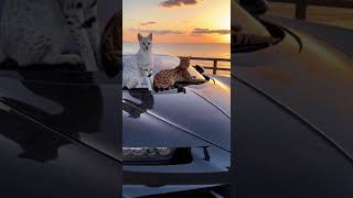 F1 Savannah Cats On Bugatti