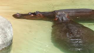 Watch Hippos Los Angeles video