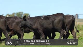 LOTE 06 - VENTRES BRANGUS - LEILÃO SÃO BIBIANO 2021
