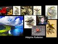 Speciation and Extinction