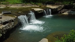 musique zen eau oiseau