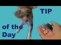 Impulse Control Game for Dog Trainers- clicker dog training tricks