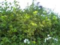 passion flower