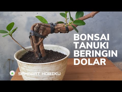 Cara membuat bonsai Tanuki beringin dolar #belajarbonsai #bonsaiberingindolar #bonsaidolar #bonsai