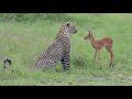 Incredible footage of leopard behaviour during impala kill - www.natural-variation.com