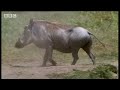 rhinos