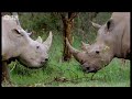 rhinos