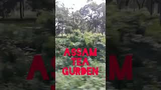 Am Tea Garden