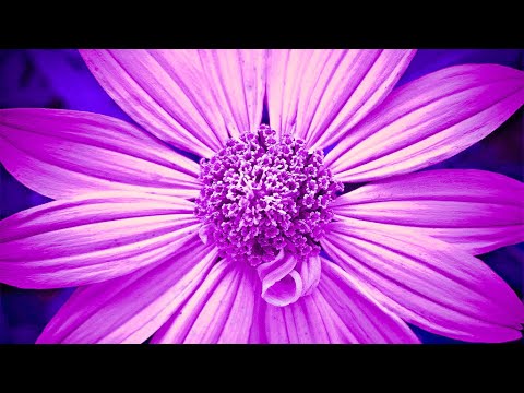 Raise Positive Vibration | 528Hz Love Frequency Music | Enhance Self Love | Detox Frequency Healing