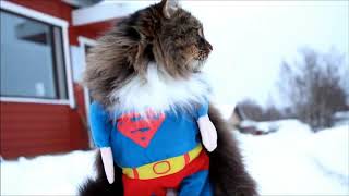 Pets try on Funny costumes ,Hilarious cats & Dogs!