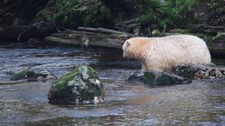 Spirit Bear Fishing!!