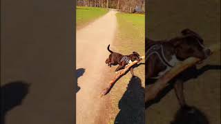 Moley The Happy Staffy Puppy Must Have The Biggest Stick.