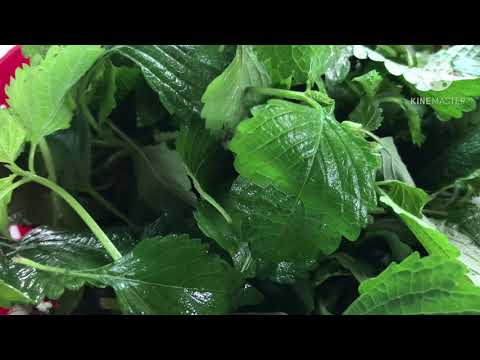 Công dụng rau Kinh giới cho sức khỏe và sắc đẹp/Thanh đồng vlog