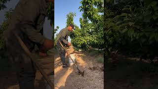 Cooking Oil A Great Source Of Phosphorus Fertilizer