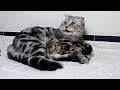 cute cats