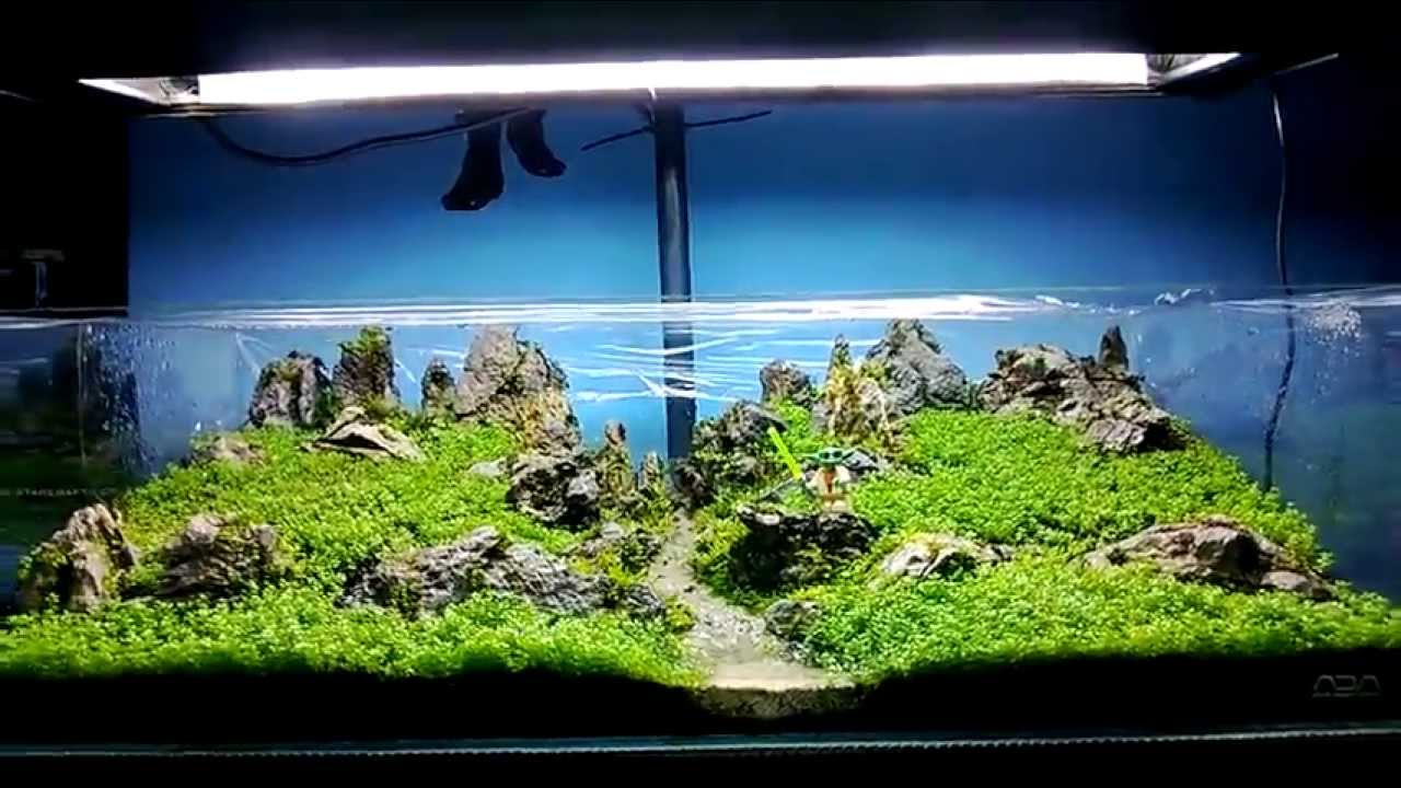 aquascape nz ada 60f new scape dry start method planted tank youtube aquascape nz ada 60f new scape dry start method planted tank youtube