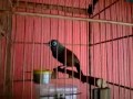 Poksai Medan Welah 1 images Poksai Medan Welah 1
