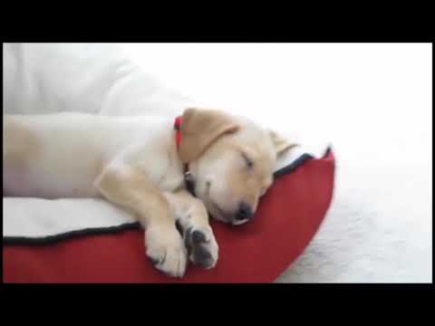 Cute Is Not Enough 🔴 Funny Cats and Dogs Videos Compilation 2019 Perros y Gatos Recopilación 121