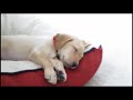 Cute Is Not Enough 🔴 Funny Cats and Dogs Videos Compilation 2019 Perros y Gatos Recopilación 121