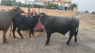 How To Buffalo Meeting Buffalo Crossing Video Buffalo Farming Video