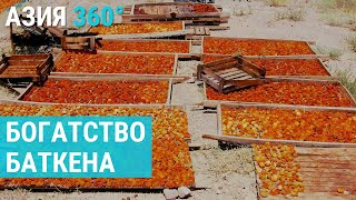 Баткенский абрикос: золото Кыргызстана | АЗИЯ 360°