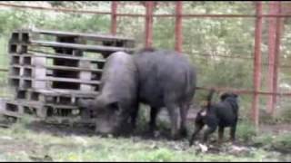 Jagdterrier & Boar14 J 2009 For
