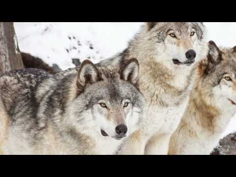 The Secret Life of Wolves: Pack Dynamics, Lone Wolves, and Survival Secrets