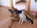 German shepherd Dog & Cat in love - Cuddle Day ecards - Events Greeting Cards