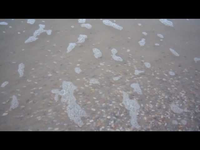 Countless Clams Emerge From Beach Sand - Video
