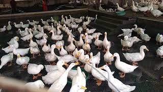 Ducks Are Playing With Water Ducks Are Playing With Water