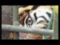 Malaysia battles tiger extinction - 28 Nov 2009