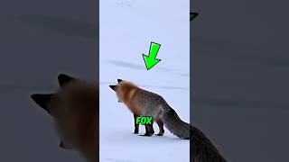 Fox Dives Into Snow