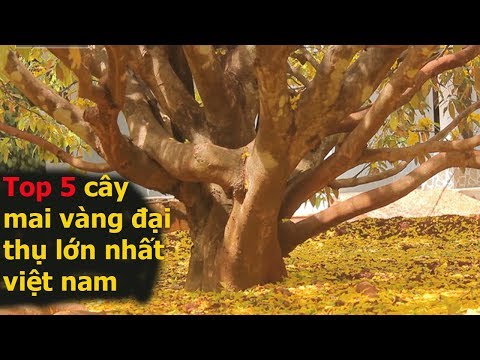 Điểm danh 5 cây mai Vàng tiền tỷ khủng nhất việt nam