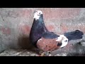 indian pigeon