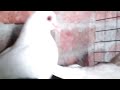 indian pigeon